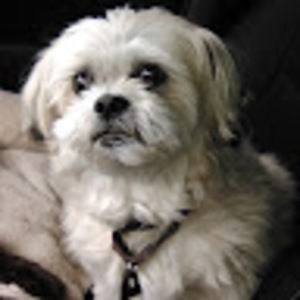 Meet your Posher, Heidi